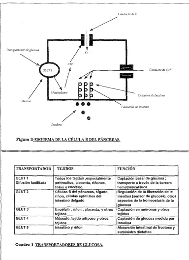 Figura 3-ESQUEMA DE LA CÉLULA B DEL PÁNCREAS. 