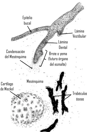 Fig. 1 Etapa de brote o yema.5