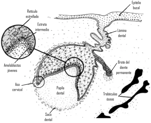 Fig. 3 Etapa de campana temprana.5