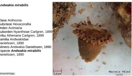 Fig. 5 Danielssen, 1890  Andwakia mirabilis 
