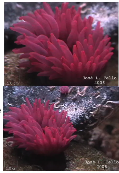 Fig. 7 Anemonia sargassensis 