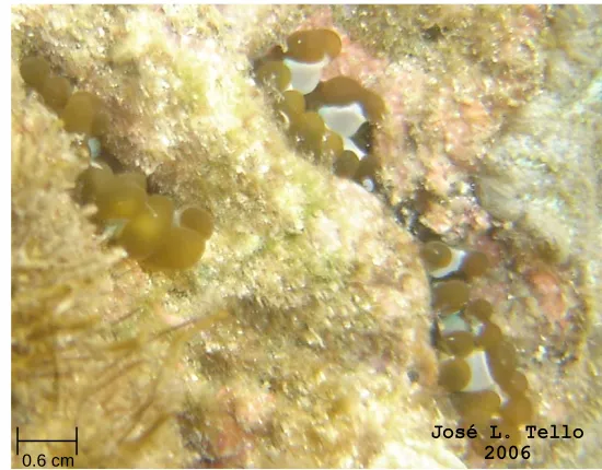 Fig. 9 Lebrunia danae 