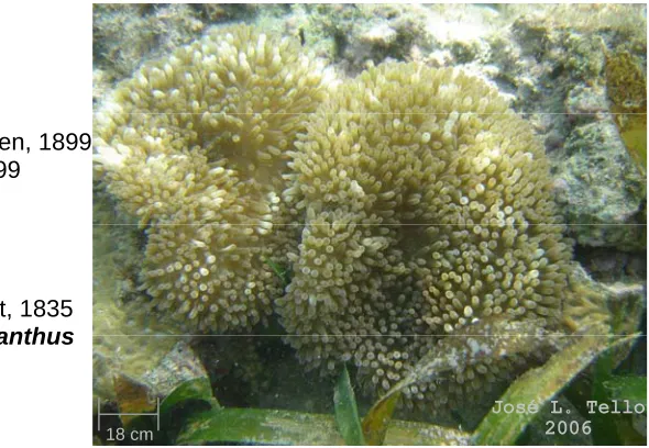 Fig. 11 Stichodactyla helianthus 