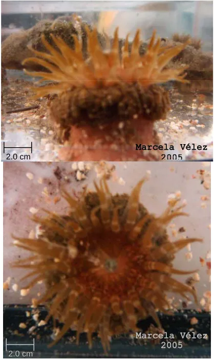 Fig. 12 Actiniario no identificado. 