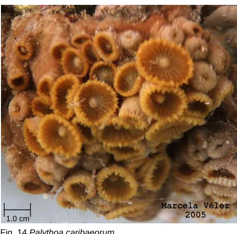 Fig. 14 Palythoa caribaeorum 