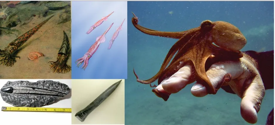 Figura 2: A la izquierda ejemplos de cefalópodos extintos Orthoceras y Belemnites, a la derecha fotografía de un Octópodo (pulpo)