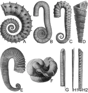 Figura 9: Enrollamientos planoespirales, involuto (A) y evoluto (B). Imágenes modificadas de d’Orbingy 1840-1842 y Anthula, 1899