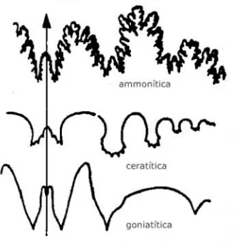 Figura 17: Ejemplo de sutura amonítica. 