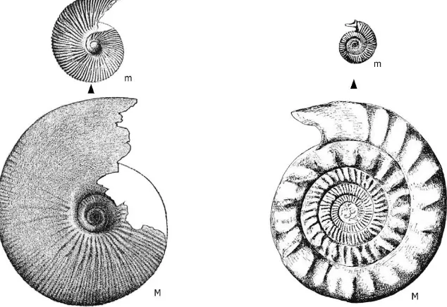 Figura 26: Ejemplos de microconchas (=m) y macroconchas (=M) en ammonites del Jurásico