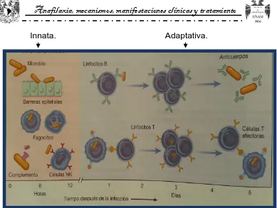 Figura 1. Mecanismos de inmunidad innata y adquirida. 