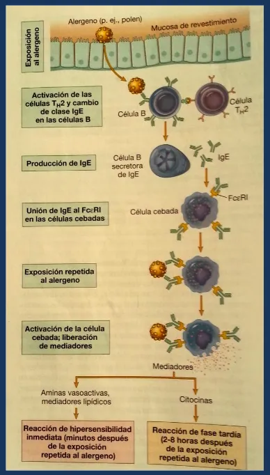 Figura 4.Secuencia de los fenómenos de sensibilidad inmediata. 