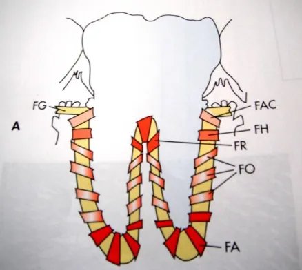 Fig. 2 Ubicación de los principales grupos de fibras del ligamento periodontal. 