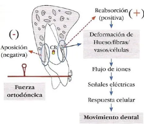 Fig. 4 Secuencia de eventos biológicos que se dan para lograr un movimiento dental en la teoría bioeléctrica