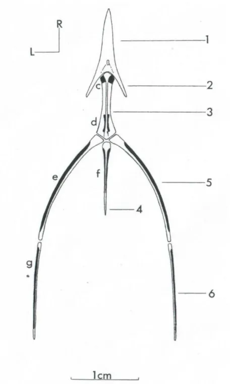 Figura. 4 Vista dorsal del hueso hioides de la gallina 1, Hueso paraglosal (entoglosal); 2, cuerno del hueso paraglosal; 3, hueso basibranquial rostral; 4, hueso urohyal; 5, hueso ceratobranquial; 6, hueso epibranquial;  R= rostral; L= izquierda Tomado de 