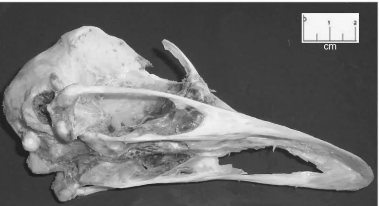 Figura. 15 Vista lateral de la mandíbula del avestruz después de salir del alcohol  isopropílico