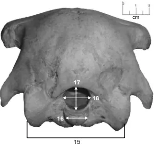 Figura. 25 Vista nucal del cráneo de avestruz donde se señalan las siguientes medidas  morfométricas: 15) Distancia entre los exoccipitales; 16) Diámetro del cóndilo occipital; 17) Longitud total del foramen del foramen magnum