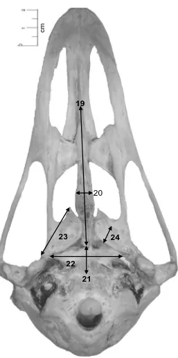Figura. 26 Vista ventral del cráneo de avestruz donde se señalan las siguientes medidas morfométricas: 19) Longitud total del paraesfenoides; 20) Grosor máximo del paraesfenoides; 21) Longitud total del basiesfenoides; 22) Grosor máximo del basiesfenoides: