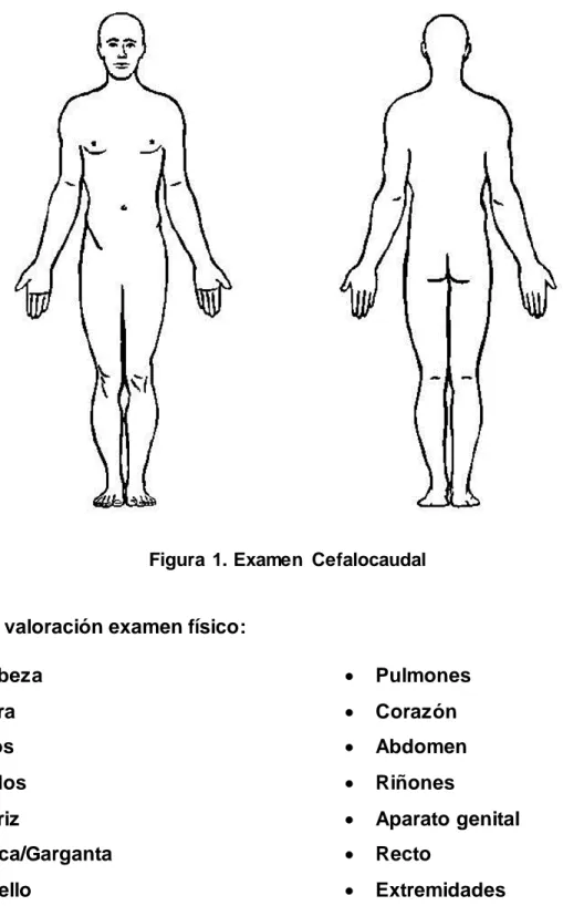 Figura  1. Examen  Cefalocaudal 