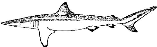 Figura 2. tomada Tiburón picudo, Spinner Shark Carcharl1inru brevipinna (MUller y Henle, 1839) <le Garrick 1982