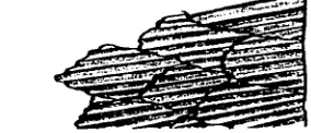 Figura 4. Dientes superiores e inferiores de Carcl1arlii1111s brevipinna en Compagno 1984