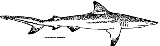 Figura 8. Tiburón puntas negras, BJacktip Shark; Carc11arl1i1111s limbat11s (MUller y HenJe, J 839) en Garrick J 982