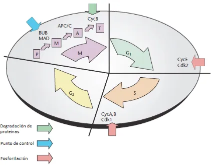 Figura APC/CfasecinasasCharleencon 2.  La  regulación  del  ciclo  celular  depende  de  numerosos  puntos  de  control.  Las  dependientes de ciclinas y su asociación con ciclinas regulan el progreso de una  de la mitosis a otra. Cdk2/CycE controla el paso de G1 a S; CycA,B/CdK1 de S a G2.  regula la segregación cromosómica y la degradación de proteínas como CycB que permite el progreso de la citocinesis. Genes reguladores del punto de control en mitosis  BUB y  MAD producen proteínas que inhiben la actividad de APC/C. Modificado de  M. Moore et al; 20075 