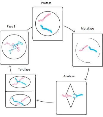 Figura 1. El ciclo celular consiste en 4 fases:  Profase, metafase, anafase, telofase. En laanafase las cohesinas se escinden para permitir el movimiento de cada bivalente a los polos opuestos. Modificado de Jose L. Badano et al. 