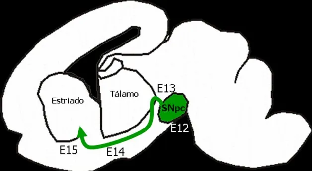 Figura 1.  Representación esquemática de un cerebro de rata adulta en una vista lateral donde se muestra la trayectoria de las neuronas dopaminérgicas