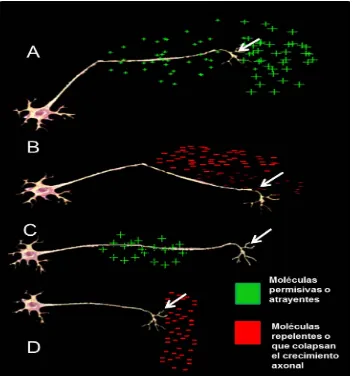 Figura 3. Neuronas respondiendo a diversas moléculas quimiotrópicas.retroceso de los conos de crecimiento (flechas) dependiendo de la presencia de moléculas 