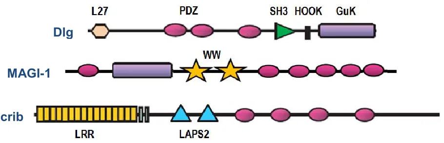 Figura 4. Estructura de las proteínas Dlg1, MAGI-1 y Scrib. 