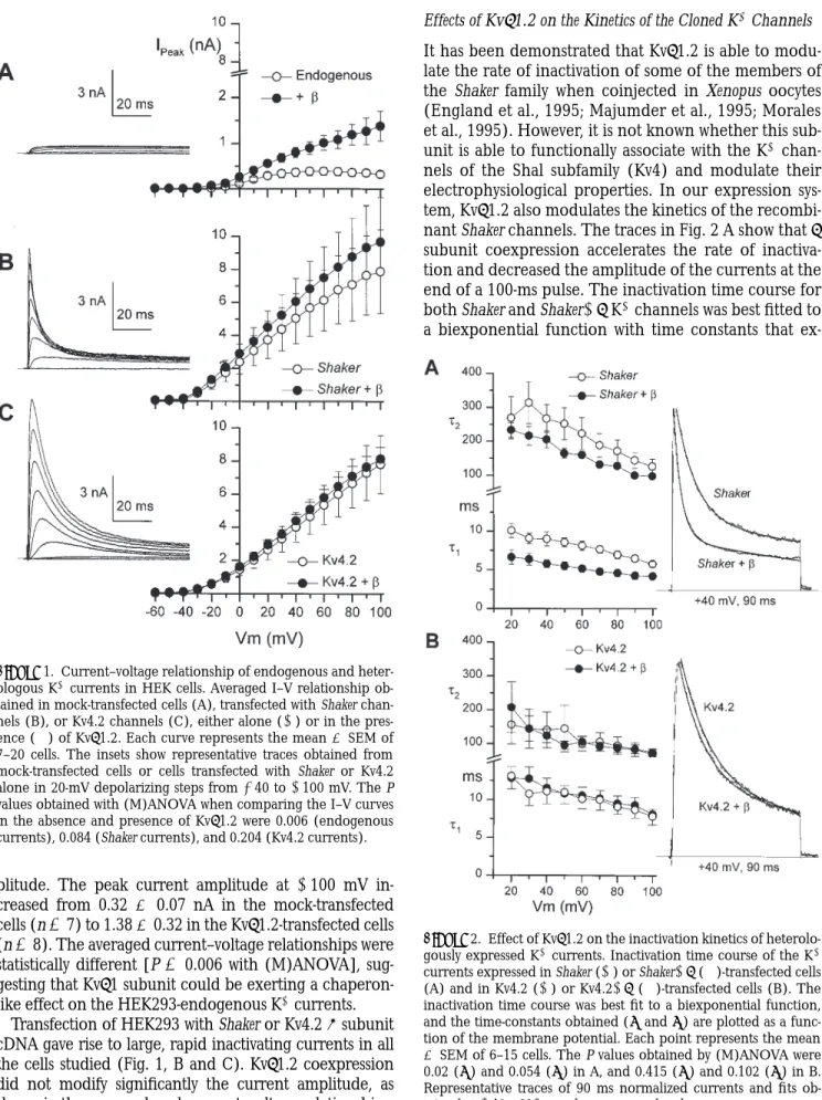 Figure  1. Current–voltage relationship of endogenous and heter- heter-ologous K 1  currents in HEK cells