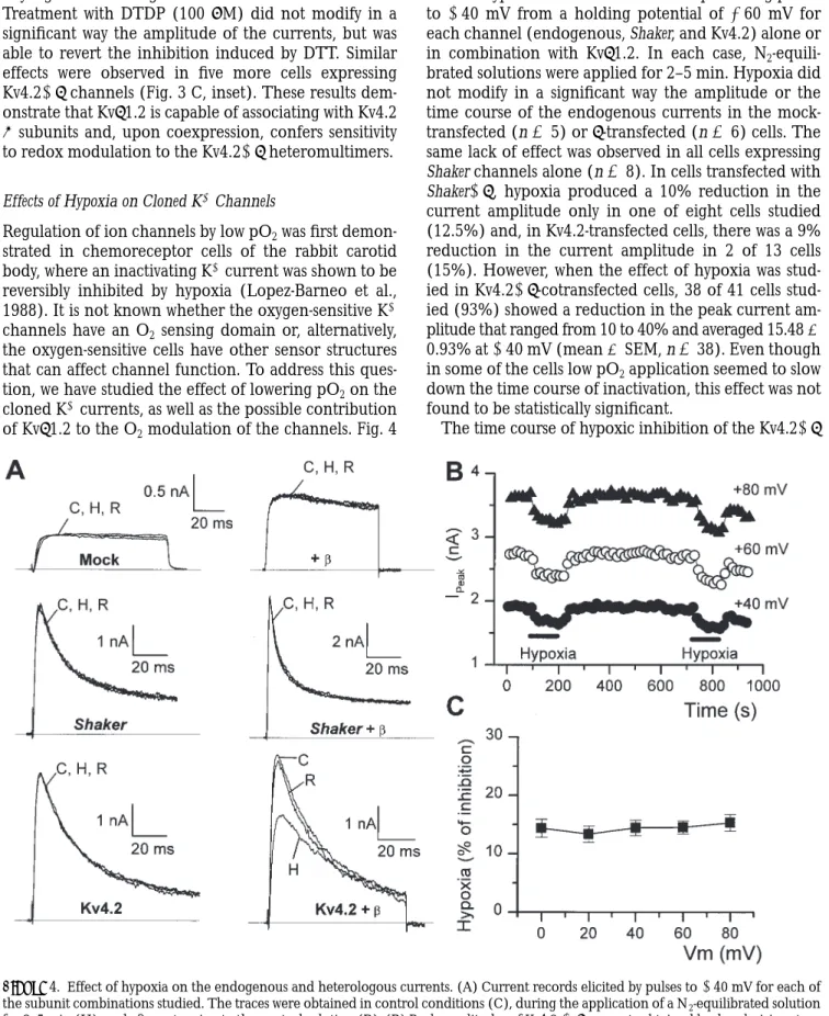 Figure  4. Effect of hypoxia on the endogenous and heterologous currents. (A) Current records elicited by pulses to  140 mV for each of the subunit combinations studied