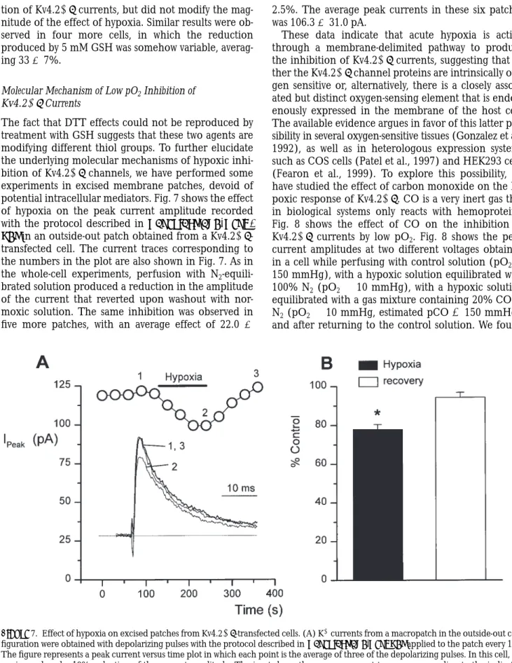 Fig. 8 shows the effect of CO on the inhibition of Kv4.2 1b currents by low pO 2 . Fig