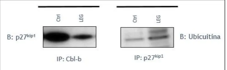 Figura 6. Cbl-b interactúa con p27kip1. 