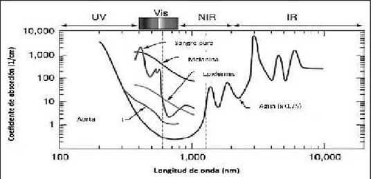 Figura 21: Análisis en el espectro de los elementos absorbentes en tejidos biológicos: (Vo-Dinh, 2003).