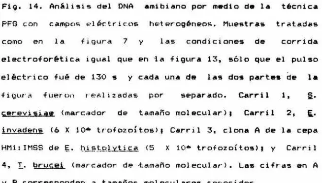 Fig. Fiq.14. 14. ñnãlisisAnálisis  deldel DNHDNA 