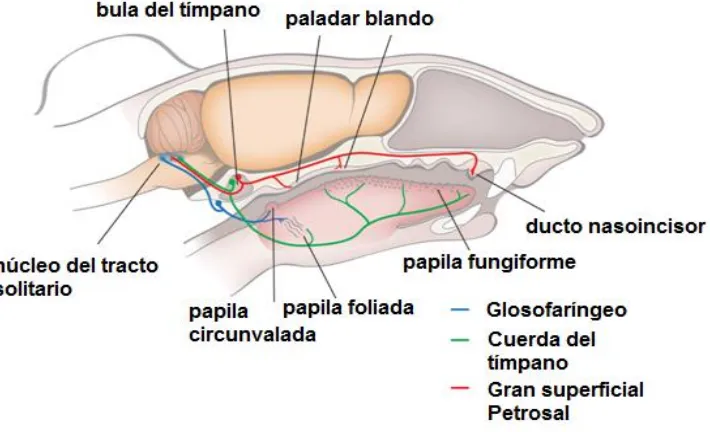Fig. 4. Organización anatómica del sistema gustativo periférico y el primer relevo sináptico en el SNC, el núcleo del tracto solitario