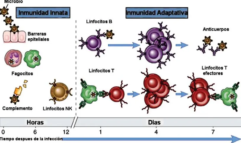 Figura 3.  Inmunidad innata y adaptativa. Los mecanismos de la inmunidad innata constituyen la primera barrera defensiva contra la infección