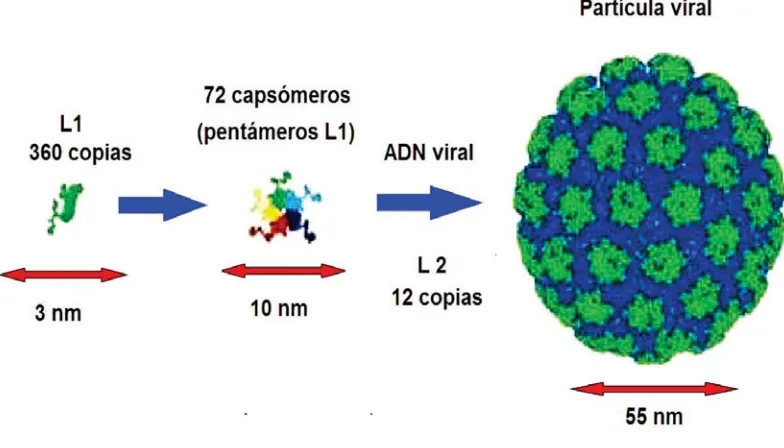 Figura 7. Estructura de una partícula del Virus del Papiloma Humano (VPH)  (Hebner et al., 2006)