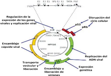Figura 8. Genoma del VPH (Schiffman et al., 2007) 