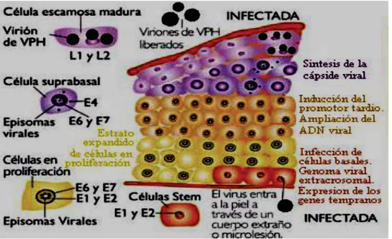 Figura 9. Etapas del ciclo de vida del VPH (Frazer, 2004) 