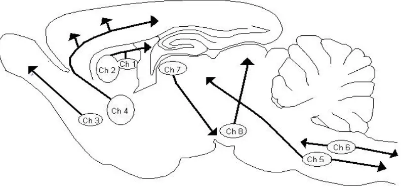 Fig. 3. Esquema de los núcleos colinérgicos y sus proyecciones en el cerebro de rata. Ch1: Núcleo del septum medial, Ch2: Banda diagonal de Broca, Ch3: Banda horizontal de Broca, Ch4: Núcleo Basal magnocelular, Ch5 y Ch6: Núcleos tegmentales, Ch7: Habénula