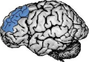 Fig. 5. Se representa la corteza prefrontal dorsolateral en el humano (basado en Koenigs y Grafman, 2009)