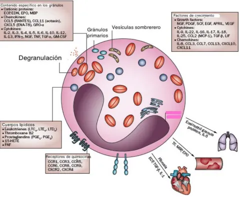 Figura 1. Características de los eosinófilos. En el esquema se indican las moléculas que son 