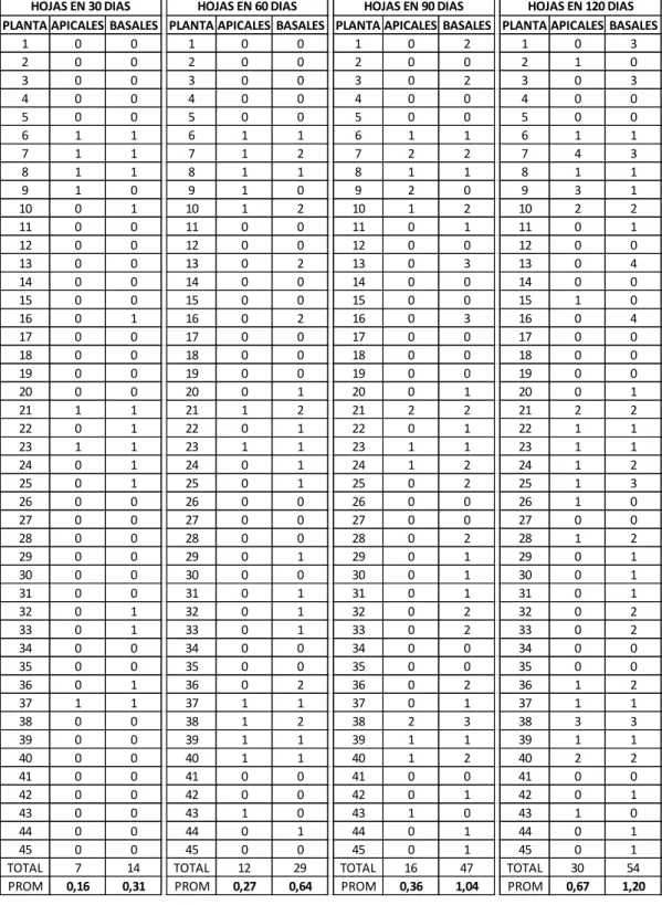 Tabla 6A. Número de hojas en períodos de 30 días. 