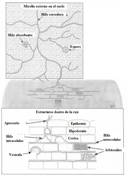 Figura 1. Estructuras de los HMA dentro de las células del córtex de la raíz, vista en un 