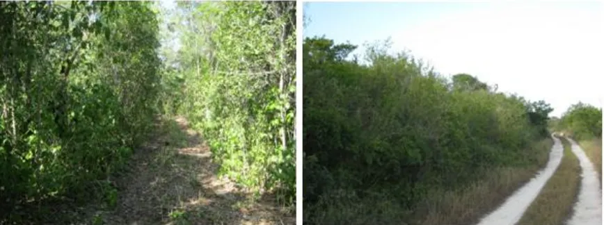 Figura 4. Vista general de la vegetación de los sitios; del lado derecho el sitio “El Cuyo” y 