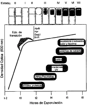 Figura 1: Cicio de vida de Bacillus subtilis 
