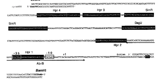 Figura 4: Secuencia de la region 5· de regulaci6n del gen aprE. Los sitios de pegado de las protefnas y de los oligos Subjan y Apre400 son mostrados