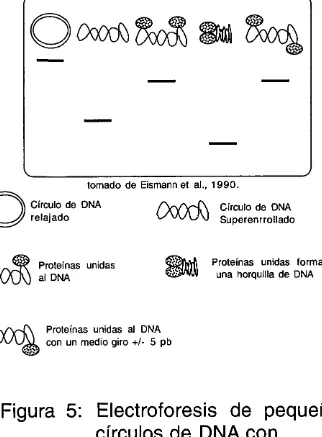 Figura 5: Electroforesis de pequenos cfrculos de DNA con 